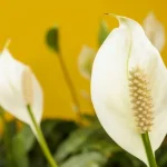 experts-hebben-effectieve-tips-gegeven-om-je-spathiphyllum-zelfs-in.webp.webp